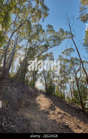 Low angle of a mountain walking trail near cultivated woodland near Table Mountain in Cape Town. Forest of tall Eucalyptus trees growing on a sandy Stock Photo