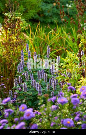 Purple korean mint growing in a bush or shrub surrounded by lush vibrant flowers and plants in home backyard or botanical garden. Agastache rugosa Stock Photo