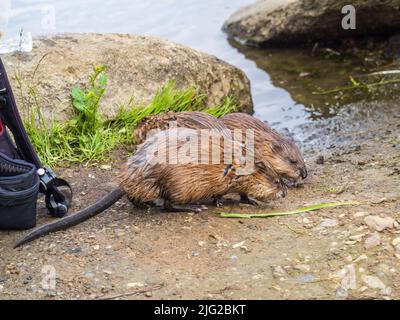 Two Wild animals, Muskrat, Ondatra zibethicuseats, eats on the river bank. Muskrat, Ondatra zibethicus, water rodent in natural habitat. Stock Photo
