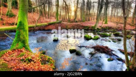 A colourful forest in autumn. Tall trees with vibrant green and brown leaves in a park or bushy woodland. Free standing moss covered trees near a lake Stock Photo