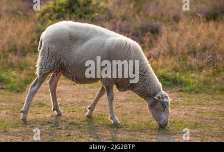 Sheep eats green grass at farm Stock Photo - Alamy