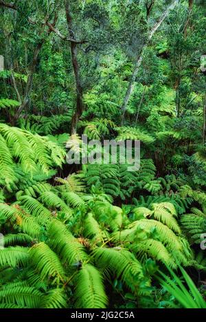 Variety of vibrant trees and plants growing in undisturbed nature in Hawaii, USA. Beautiful broad leaf patterns in a soothing, calming forest. Leafy Stock Photo