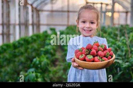 Cute little girl with fresh picked strawberries on organic berry farm in summer Stock Photo