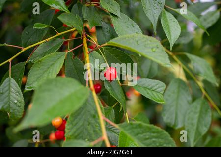 Red cherries with water drops between leaves on branch of cherry tree Stock Photo
