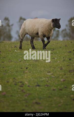 Schaf auf Pellworm Stock Photo - Alamy