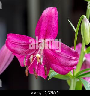 'Purple Marble' Trumpet Lily, Trädlilja (Lilium regale) Stock Photo