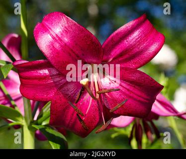 'Purple Marble' Trumpet Lily, Trädlilja (Lilium regale) Stock Photo