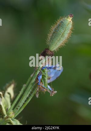 Himalayan blue poppy, Blå bergvallmo (Meconopsis betonicifolia) Stock Photo