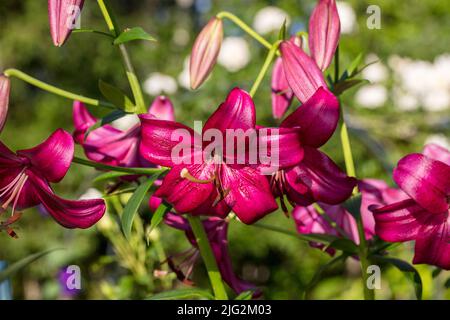 'Purple Marble' Trumpet Lily, Trädlilja (Lilium regale) Stock Photo