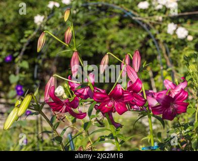 'Purple Marble' Trumpet Lily, Trädlilja (Lilium regale) Stock Photo