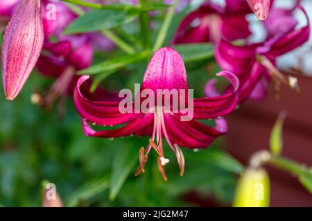 'Purple Marble' Trumpet Lily, Trädlilja (Lilium regale) Stock Photo