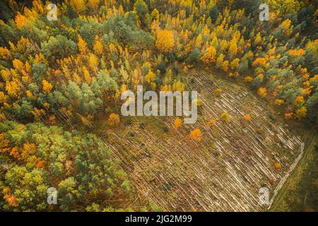 Aerial view of autumn yellow mixed deciduous and coniferous forest in deforestation area landscape. Top view of european nature from high attitude in Stock Photo