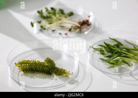 research and Biotech science Scientists are developing research on algae. Bio-energy, biofuel, energy research Stock Photo