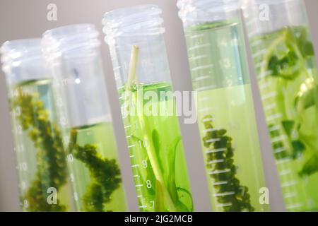 research and Biotech science Scientists are developing research on algae. Bio-energy, biofuel, energy research Stock Photo