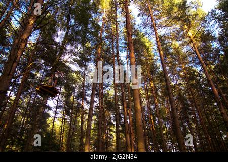 tops of trees against the blue sky Stock Photo