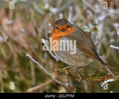Rotkehlchen im Winter auf Ast mit Frost Stock Photo