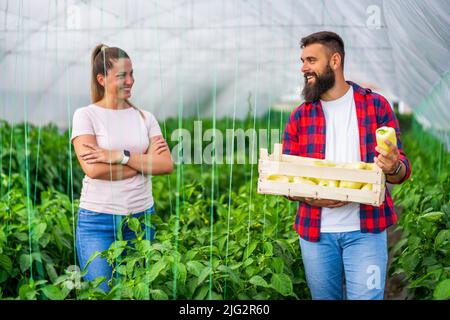 Organic greenhouse business. Family farmers are standing with bucket of freshly picked yellow bell pepper in their greenhouse. Stock Photo