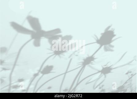 Natural light casts shadows from flowers Cosmea. Top view of the shadow of wildflowers on a textured blue background. Mock up with an overlay of plant Stock Photo