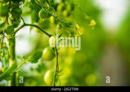 Close up image of unripe cherry tomatoes in greenhouse. Stock Photo