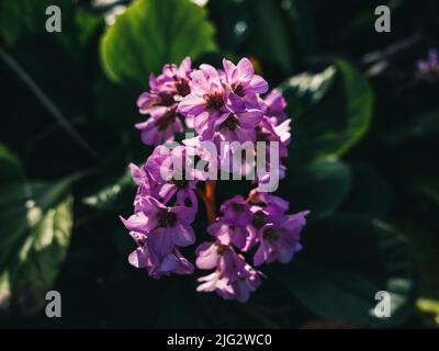 Bergenia crassifolia is a species of flowering plant of the genus Bergenia in the family Saxifragaceae Stock Photo