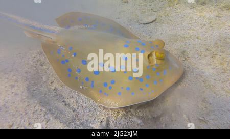 Stingray actively digs sandy bottom in search of food. Blue-spotted Stingray (Taeniura lymma). Underwater life in the ocean. Red sea, Egypt Stock Photo