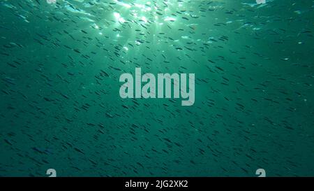 Large school of small fish swims under surface of water in the sun rays on dawn. Red sea, Egypt Stock Photo