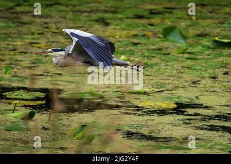 Grey heron waterbird in flight. Stock Photo