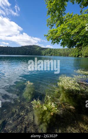 Volcanic lake of Pavin in the mountains of Auvergne in the department of Puy-de-Dome in the Massif-Central in France in spring Stock Photo