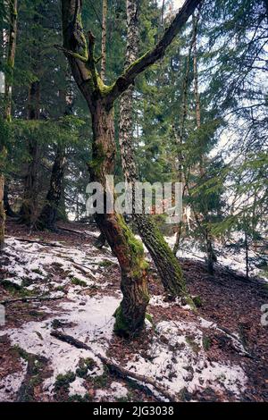 Bumpy beech in the autumn forest covered with moss, dry leaves on the ground Stock Photo