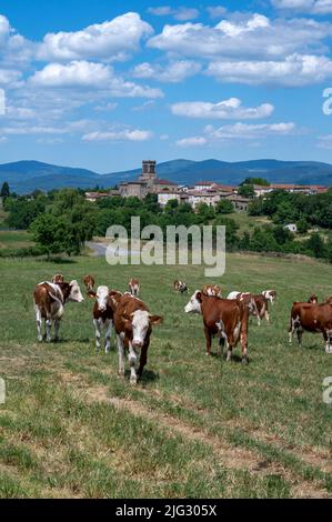 Cow herb in the rural spring landscape in the Puy-de-Dome department in the Massif-Central region of France around the village of Augerolles Stock Photo