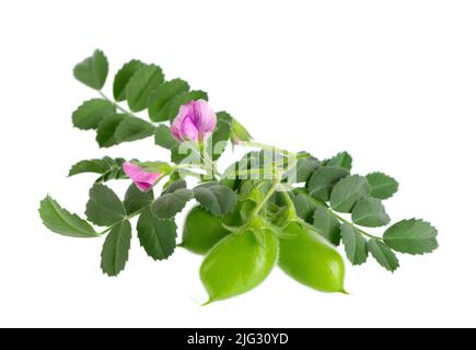 Green chickpeas in the pod with green leaves and flowers, isolated on white background. Cicer arietinum. Clipping path Stock Photo