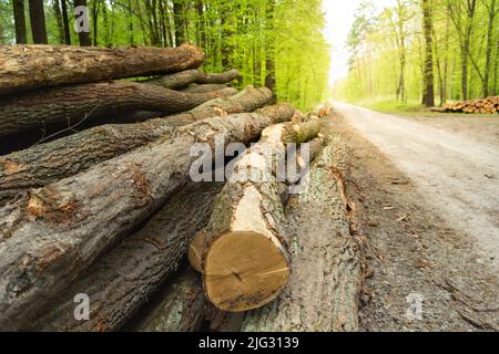 Tree trunks lying by the road in the forest Stock Photo
