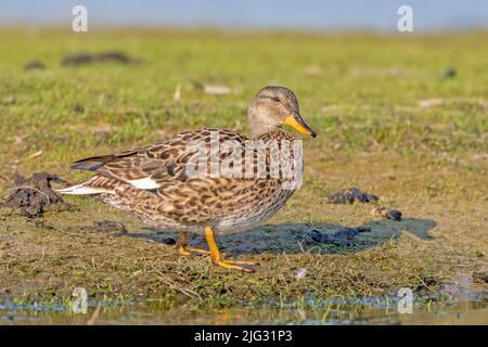 gadwall (Anas strepera, Mareca strepera), female standing in a meadow at the waterside, side view, Germany Stock Photo
