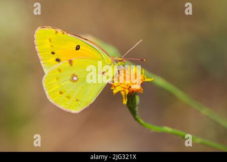 Dark Clouded Yellow, Common Clouded Yellow (Colias croceus, Colias crocea), sits on a flower, Germany Stock Photo