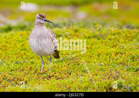 whimbrel (Numenius phaeopus), standing on a ground cover, Norway Stock Photo
