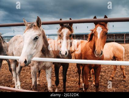 Three Horses behind the hedge. Horses on a large farm in Tatarstan, Russia. Horses gazing in a field  Stock Photo