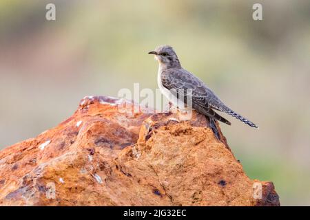 Pallid cuckoo (Heteroscenes pallidus, Cacomantis pallidus, Cuculus pallidus), female perching on a rock boulder, side view, Australia Stock Photo