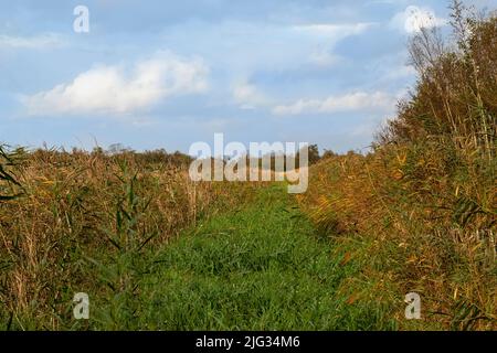 Typical landscape of the Weerribben-Wieden National Park with reed grass, Kalenberg, Overijssel, Netherlands. Stock Photo