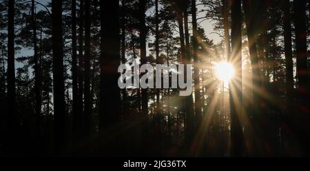 Coniferous forest and rays of sun break through trunks of trees. Leningrad region, Russia. Nature of the Republic of Karelia. The setting sun and silh Stock Photo