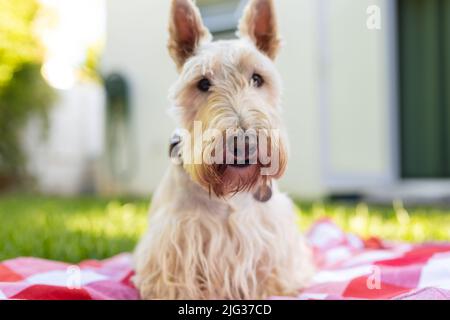 Portrait of white scottish terrier sitting on checked patterned blanket against house in yard Stock Photo