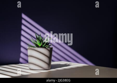 Green succulent in concrete plant pot with decorative shadows on violet, purple wall and table in home interior. Game of shadows on a wall from window Stock Photo