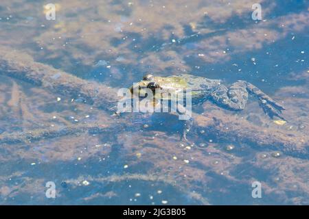 Marsh frog (Pelophylax ridibundus, formerly Rana ridibunda). Introduced to the UK at Romney Marsh in the 1930s it has since spread over a wide area. Stock Photo