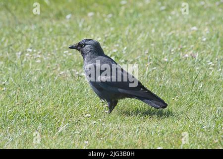 Jackdaw (Corvus monedula) foraging on a grass lawn. Stock Photo
