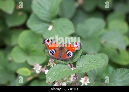 Adult peacock butterfly (Inachis io) feeding on a bramble flower Stock Photo