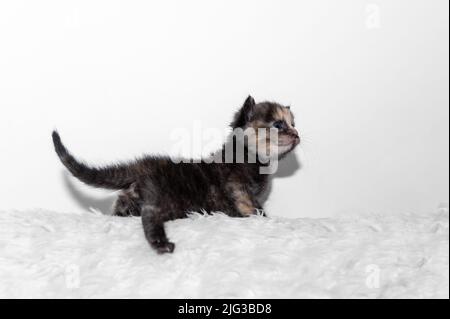 Cute little kitten sits on a soft blanket. Beautiful cute kitten meowing and smiling Stock Photo