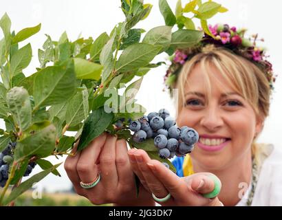 Kremmen, Germany. 07th July, 2022. Kremmen's harvest queen Caroline holds ripe blueberries growing on a bush in a field at the Kremmen asparagus farm near the village of Flatow for the official start of the blueberry season. Harvesting is done completely without mechanical methods, such as harvesting combs. The ripe berries are harvested exclusively by hand, so that still unripe fruits can continue to ripen. Credit: Soeren Stache/dpa/Alamy Live News Stock Photo