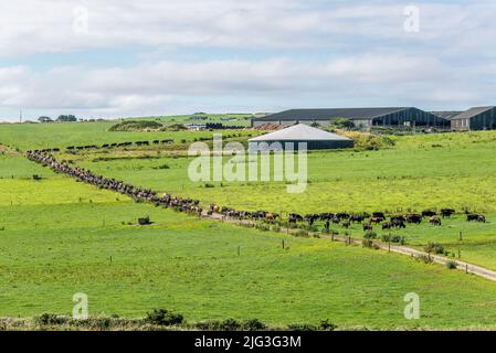 Timoleague, West Cork, Ireland. 7th July, 2022. On a sunny day in Ireland, the 200 strong herd of dairy cows belonging to West Cork farmer David Deasy return to pasture after being milked. Credit: AG News/Alamy Live News Stock Photo