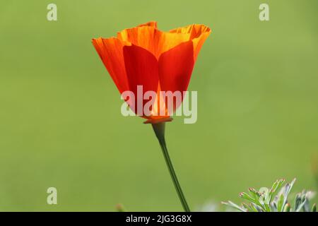 partly open bright orange california poppy with a green bokeh background Stock Photo