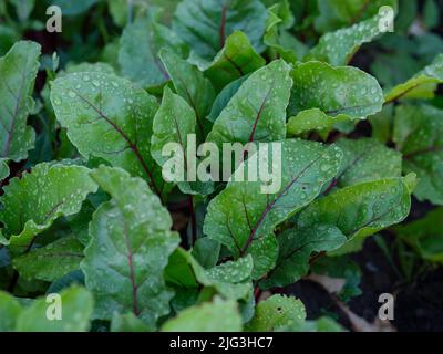 Some beet plants growing in a vegetable garden. Close up. Stock Photo