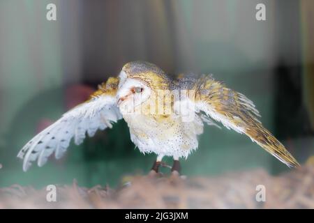 A cute barn owl sits spreading its wings. Bird of prey in captivity. Soft focus. Stock Photo